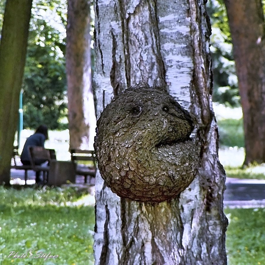 Vetřelec v bříze bělokoré 